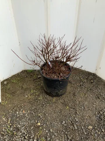 Salix integra 'Flamingo Willow' #3