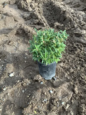 Sarcacococca humilis #1