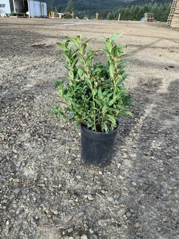 Sarcococca hookerina 'Humilis' #1