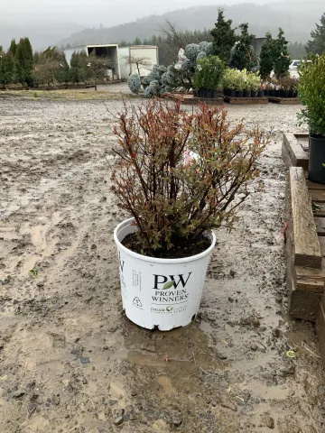 Spiraea japonica 'Minspi' #5