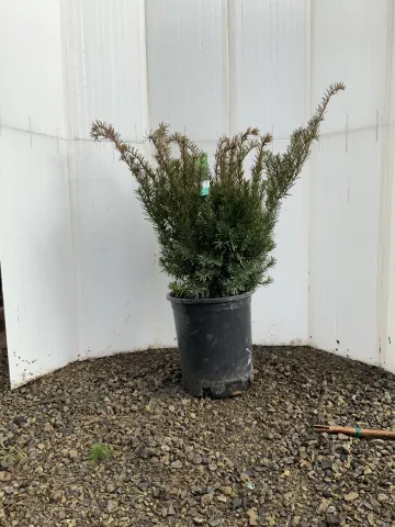 Taxus densiformis 'Yew' #5