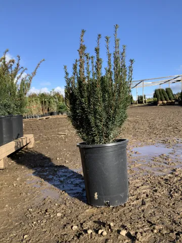 Taxus x media 'Hicksii' #5