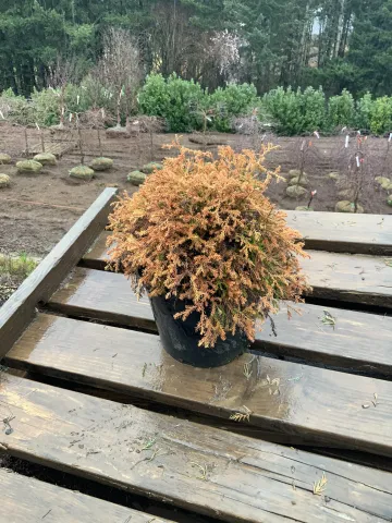 Thuja occidentalis 'Fire Cheif' #3