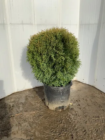 Thuja occidentalis 'Little Giant' #05