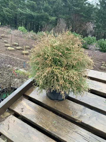 Thuja occidentalis 'Mr. Bowlingball' #5