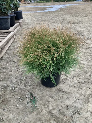 Thuja occidentalis 'Mr.Bowling Ball' #3.JPEG