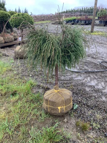 Thuja plicata 'Whipchord' 3-4