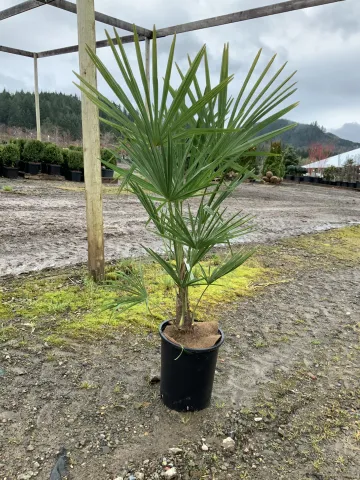 Trachycarpus fortunei 'Windmill Palm' #5