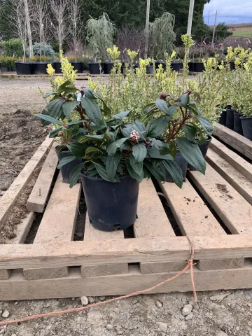 viburnum_davidii_'david'_#2