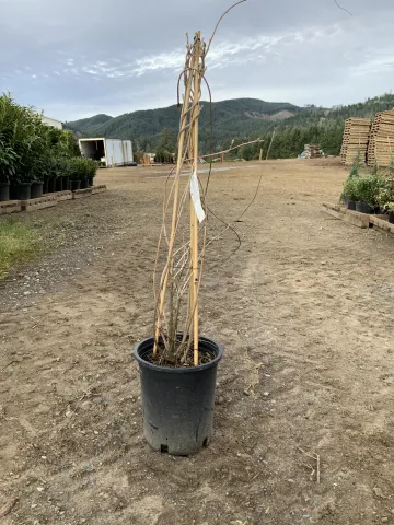 Wisteria macrostachya 'Aunt Dee' #5