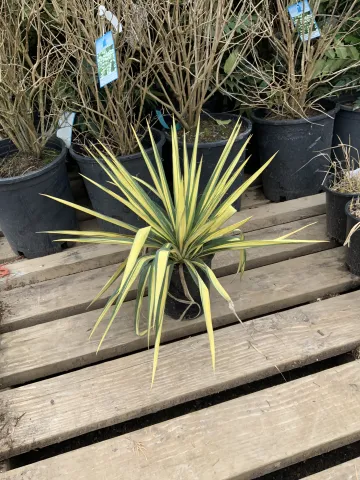 yucca_filamentosa_'color_guard'_#1