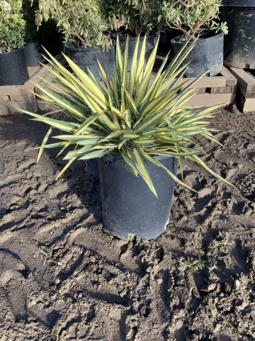 yucca_filamentosa_'color_guard'_#5