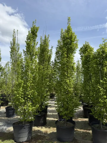 Carpinus betulus Fastigiata #25
