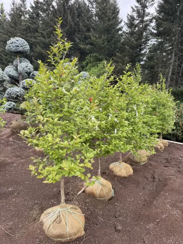 Stewartia pseudocamellia 5-6'
