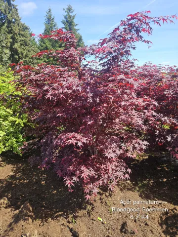 Acer palmatum 'Bloodgood' Specimen 6-7' K4