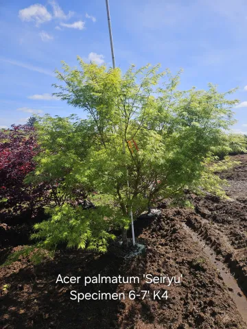 Acer palmatum 'Seiryu' Specimen 6-7' K4
