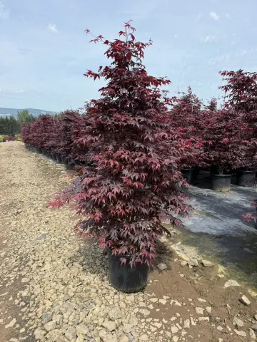 Acer palmatum Bloodgood #15