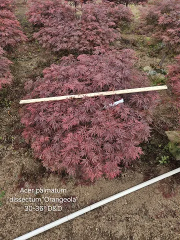 Acer palmatum dissectum 'Orangeola' 30-36"