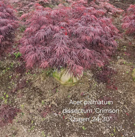 Acer palmatum dissectum 'Red Dragon' 24-30" D&D