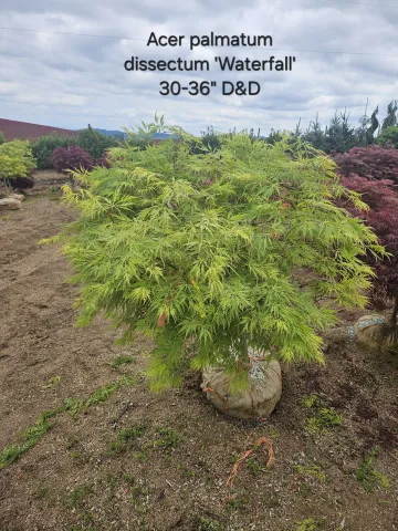 Acer palmatum dissectum 'Waterfall' 30-36" D&D