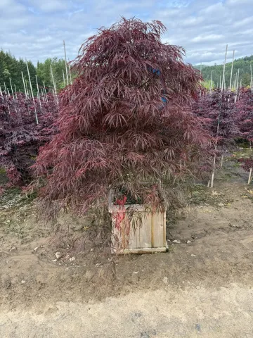 Acer palmatum dissectum 'Crimson Queen' Cedar Box 15"