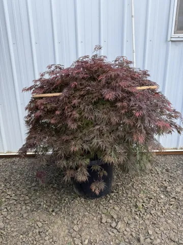 Acer palmatum dissectum 'Orangeola' #15 D&D