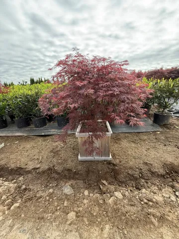 Acer palmatum dissectum 'Orangeola' Cedar Box 15"
