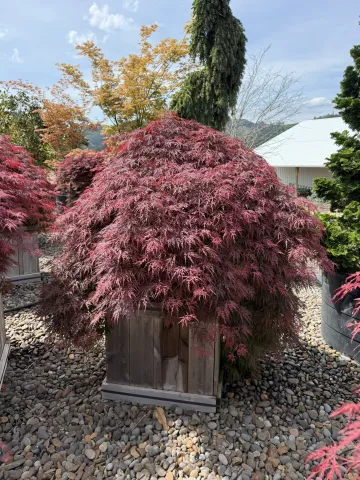 Acer palmatum dissectum Orangeola 24 Box