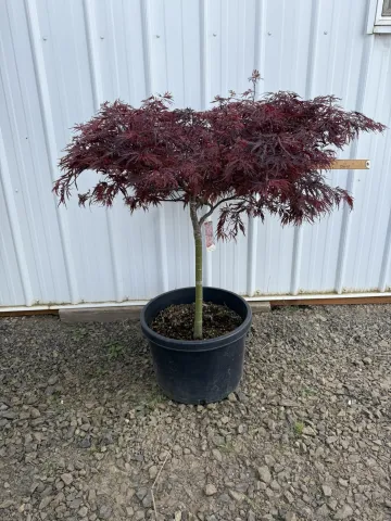 Acer palmatum dissectum 'Red Dragon' #10 D&D