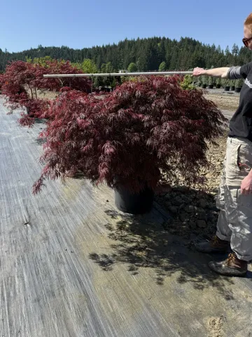 Acer palmatum dissectum 'Tamukeyama' #20 D&D
