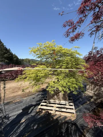 Acer palmatum dissectum 'Virdis' Cedar Box 30"