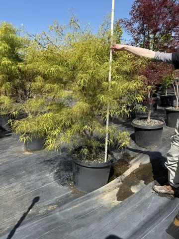 Acer palmatum 'Koto-no-ito' #20 4-5'