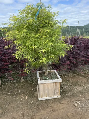 Acer palmatum 'Koto-no-ito' Cedar Box 15"