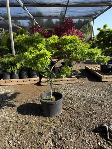 Acer palmatum 'Mikawa Yatsuba' #10