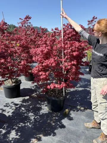 Acer palmatum 'Oregon Sunset' #20 4-5' D&D