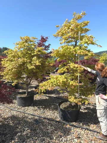 Acer palmatum 'Peaches & Cream' #35