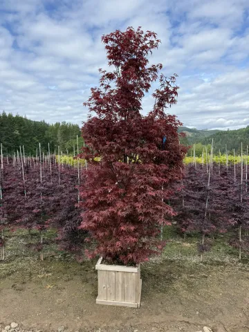 Acer palmatum 'Twombly's Red Sentinel' Cedar Box 15"