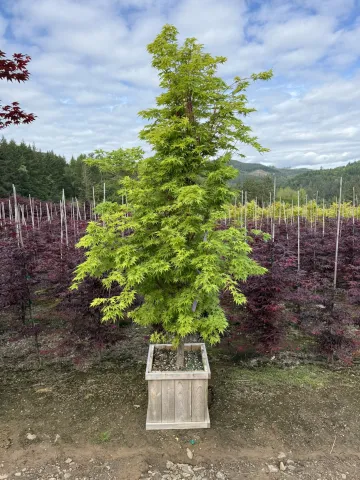 Acer palmatum 'Sango Kaku' Cedar 15"