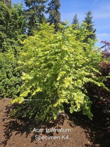Acer palmatum Specimen K4