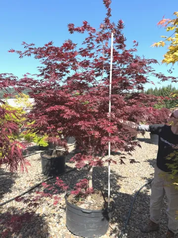 Acer palmatum 'Trompenburg' #35