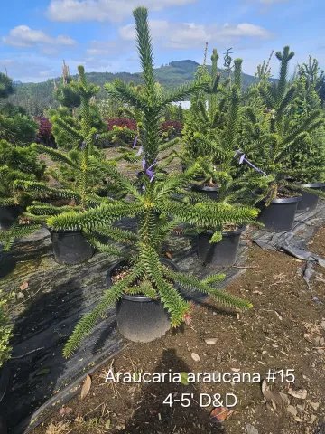 Araucaria araucana #15 4-5' D&D