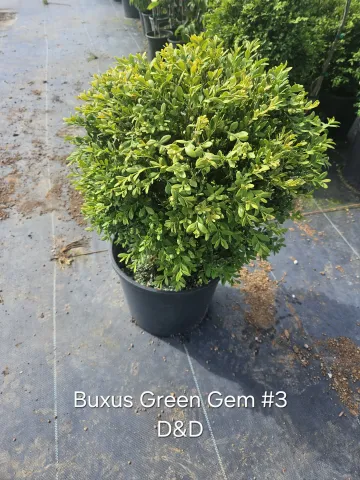 Buxus Green Gem #3 D&D