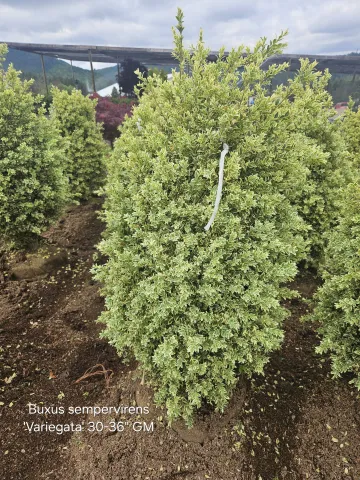 Buxus sempervirens 'Variegata' 30-36"