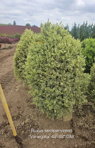 Buxus sempervirens 'Variegata' 42-48"