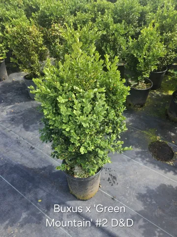 Buxus x 'Green Mountain' #2 D&D