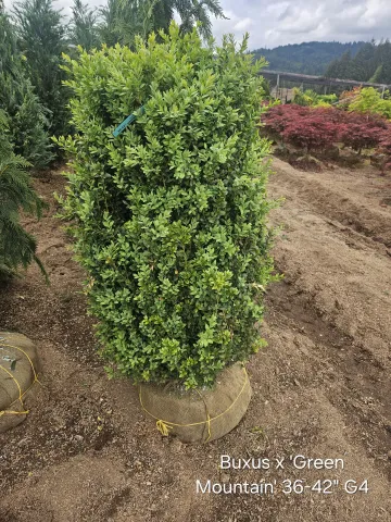 Buxus x 'Green Mountain' 36-42" G4