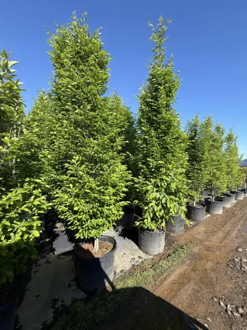 Carpinus betulus Fastigiata #25