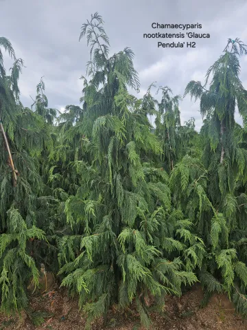 Chamaecyparis nootkatensis 'Glauca Pendula' 7-8' H2