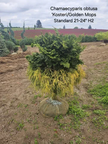Chamaecyparis obtusa Kosteri/Mop Standard 21-24"
