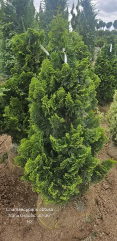 Chamaecyparis obtusa 'Nana Gracilis' 30-36" H2